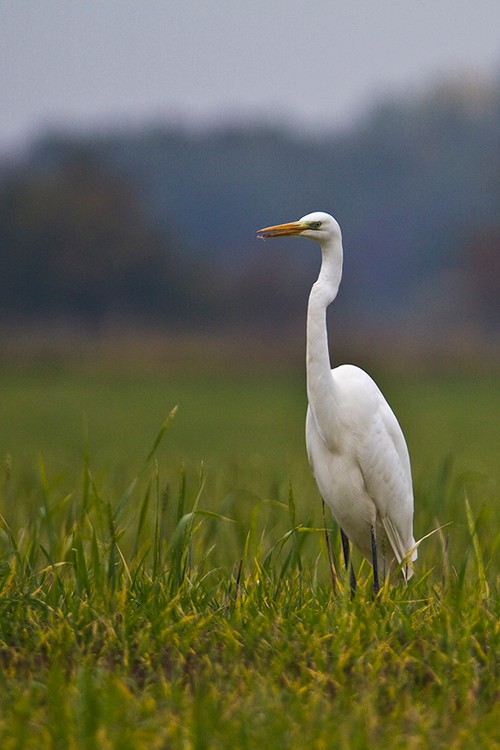 Silberreiher