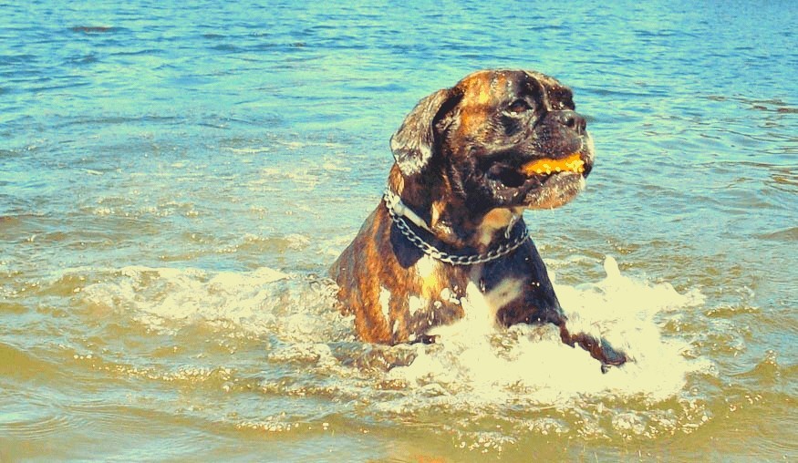 Schwimmnder Boxer