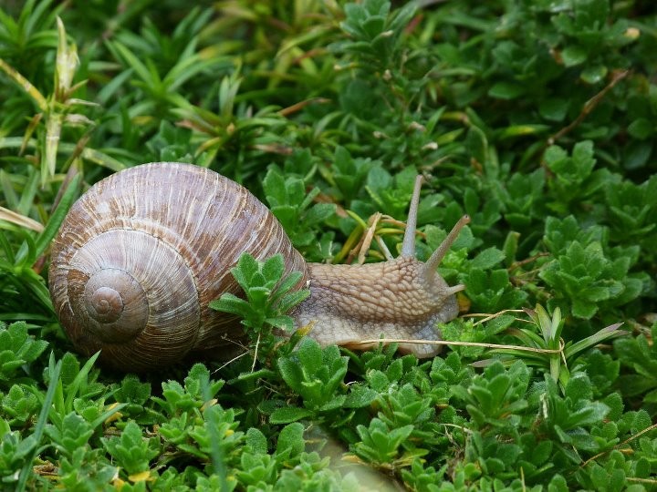 Creeping Snail