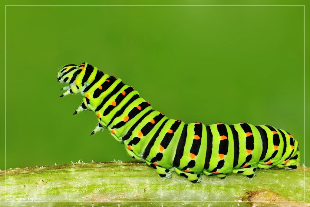 Raupe