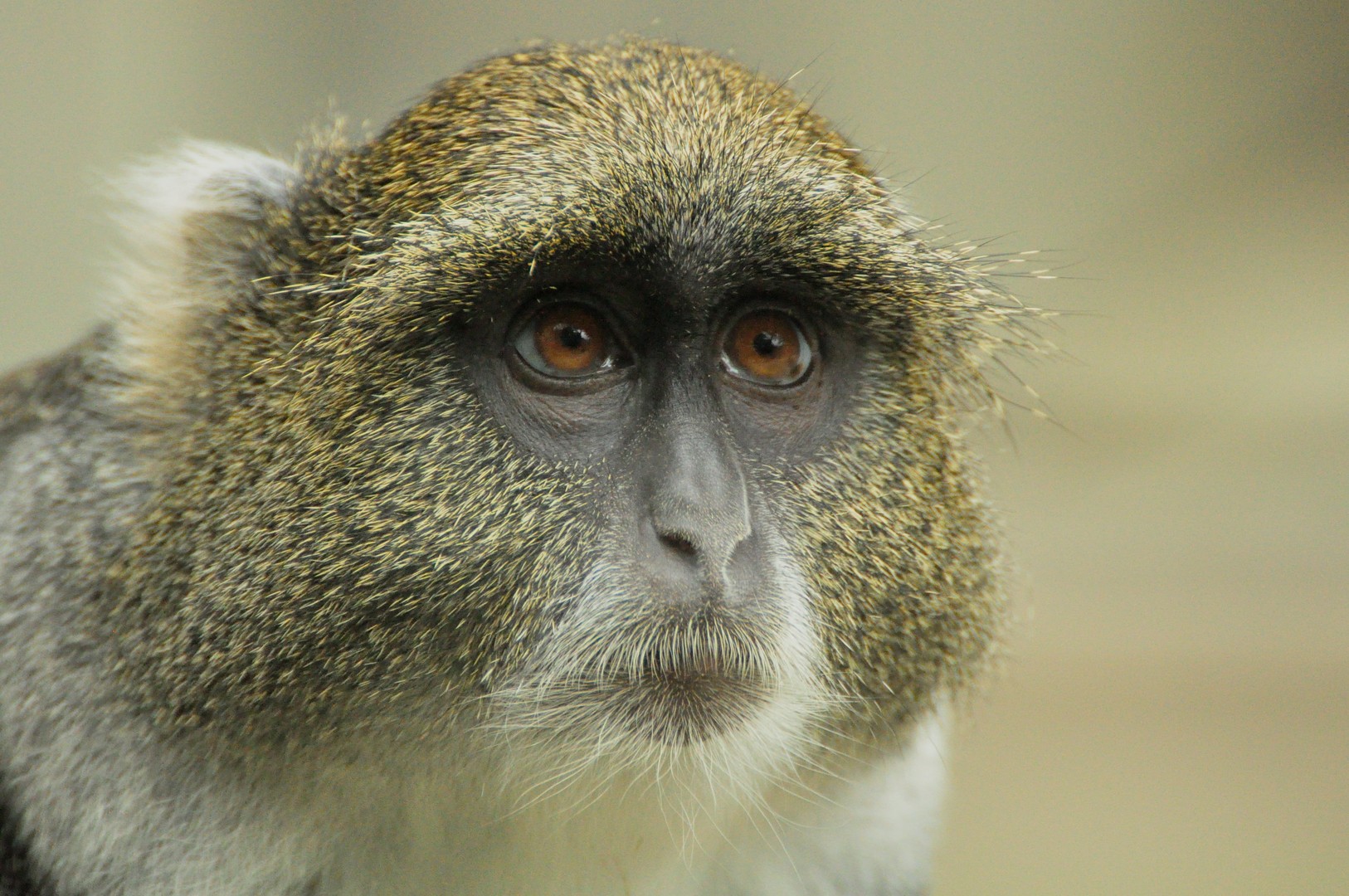 Monkeywatch