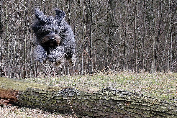 Fliegender Holländer