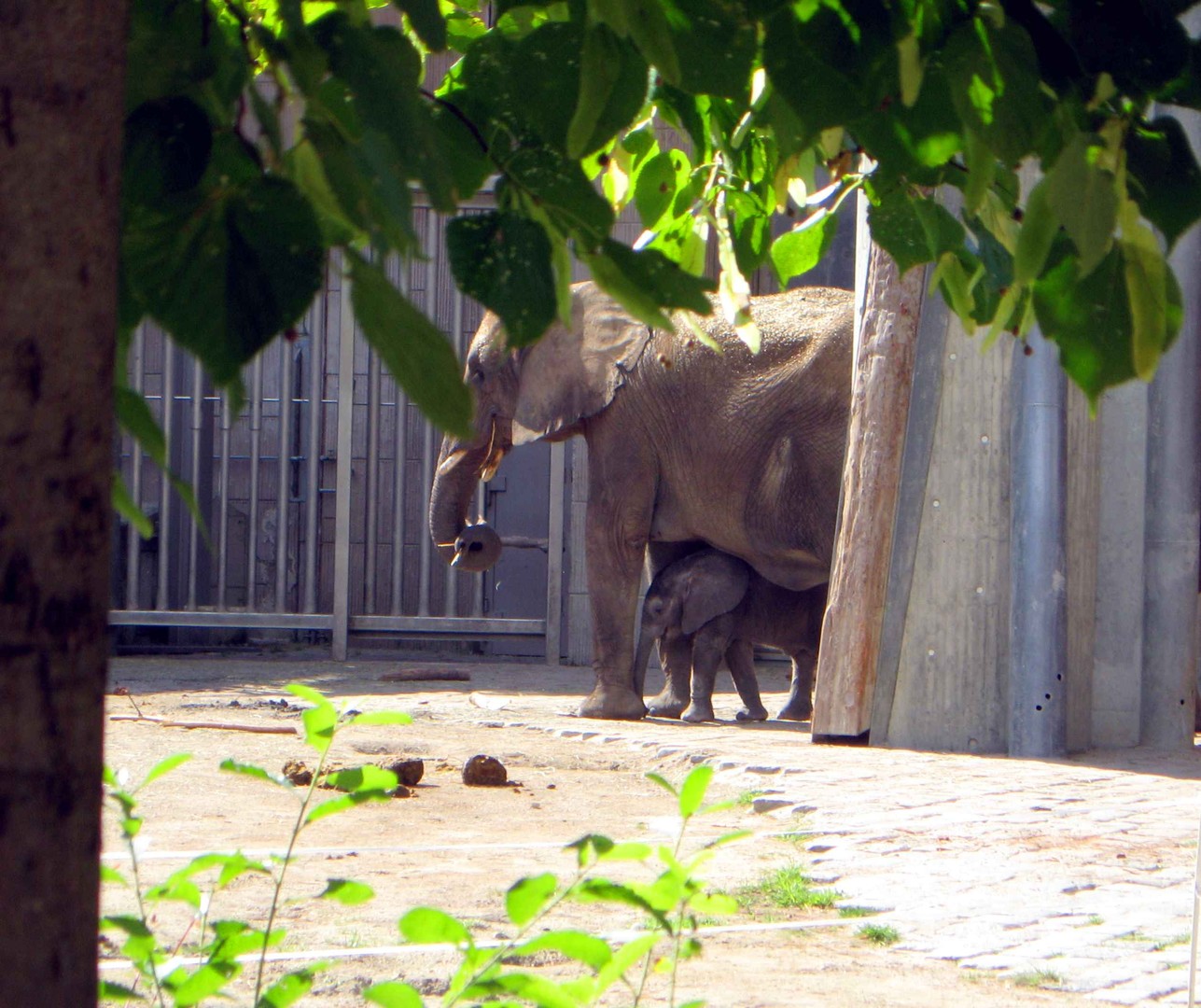 KLEINER ELEFANT