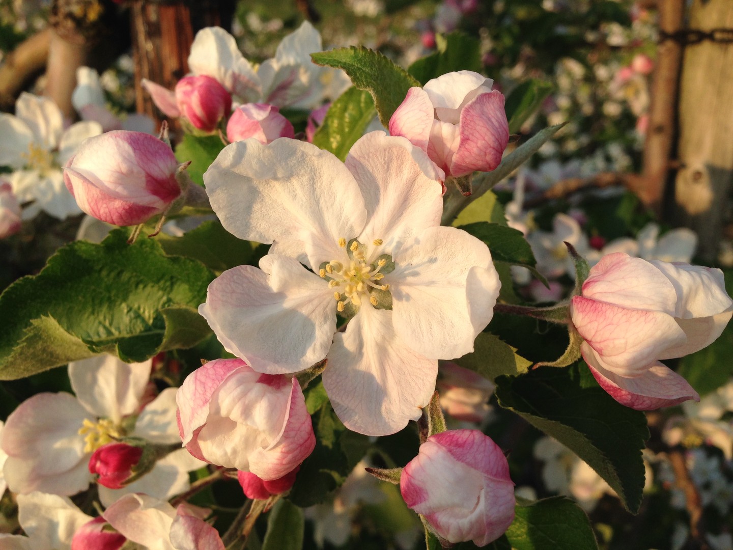 Apfelblüte