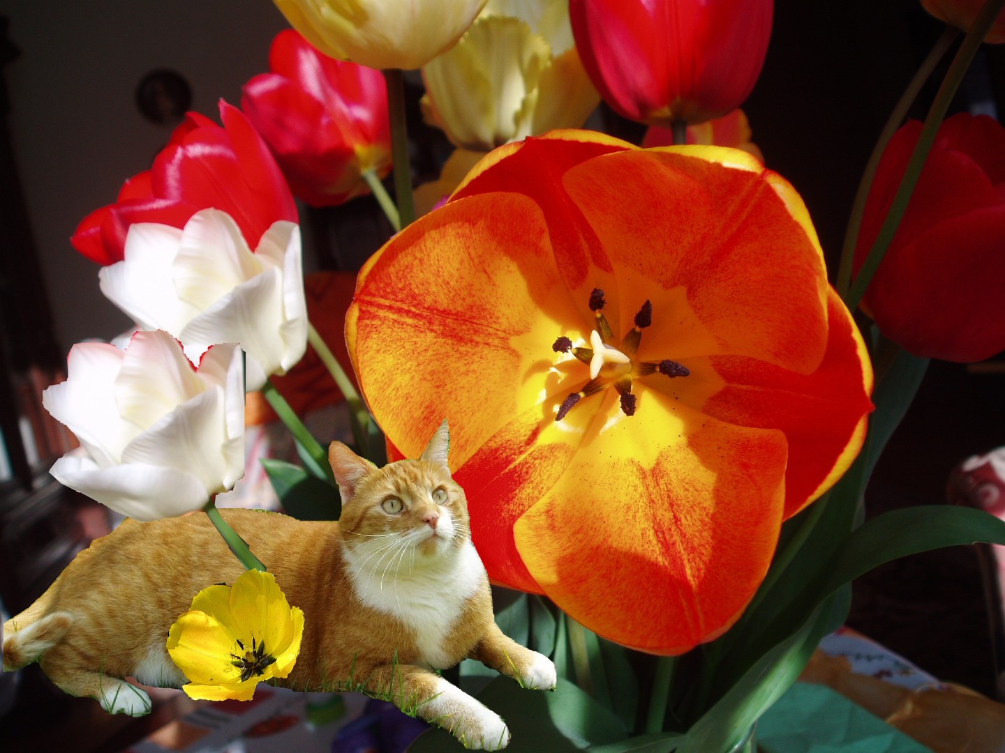 Ein glücklicher Kater