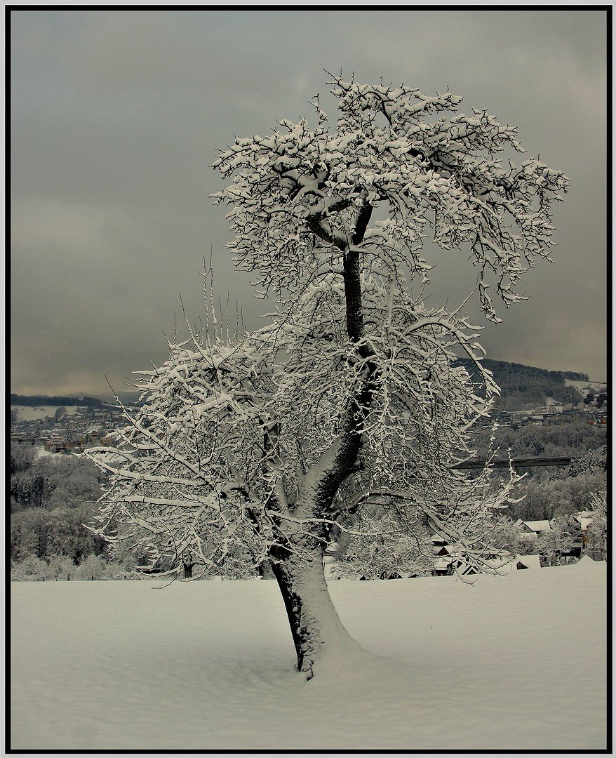 Knorrig und doch schön...