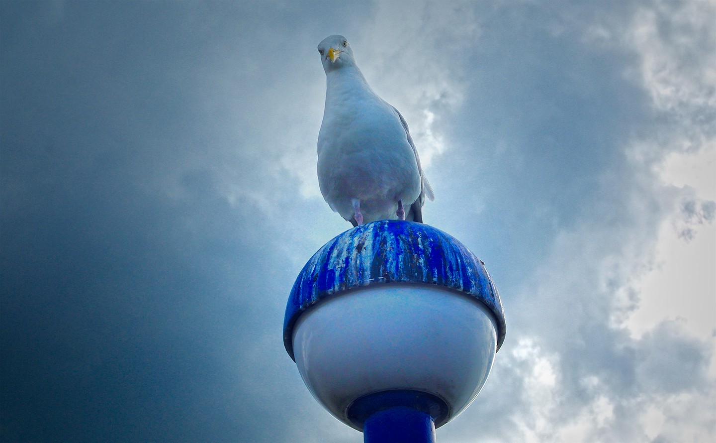 Möve - Was guckst du?!