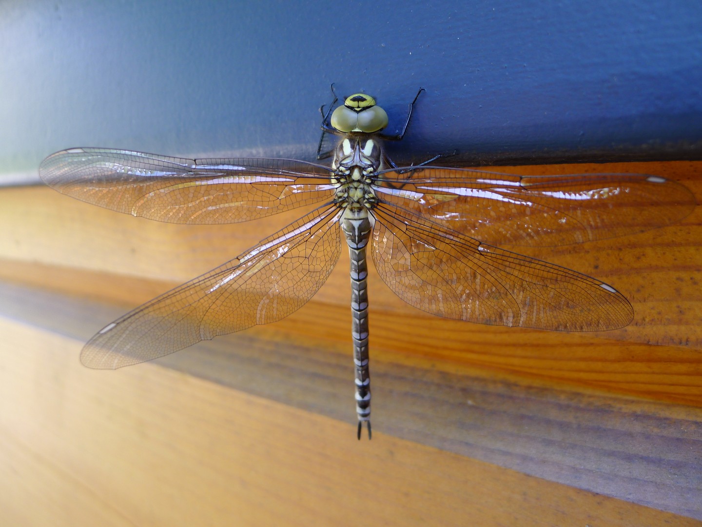 Fototermin einer Libelle