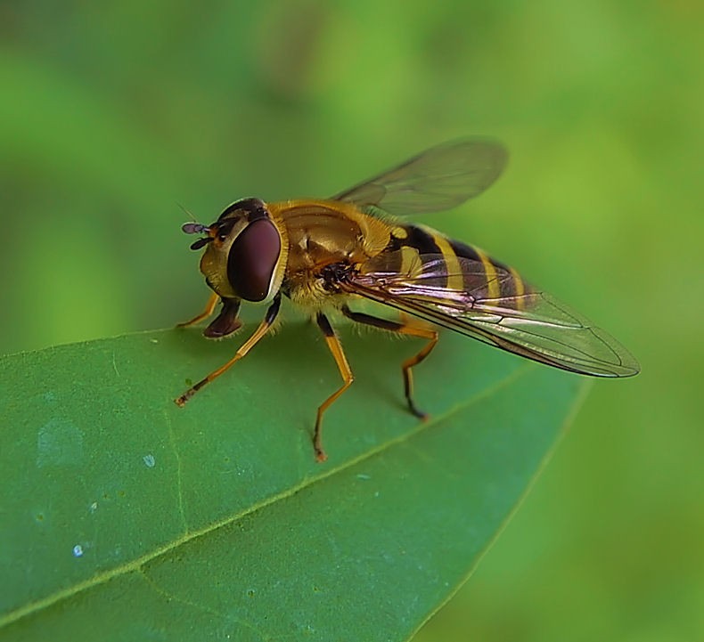 Schwebefliege