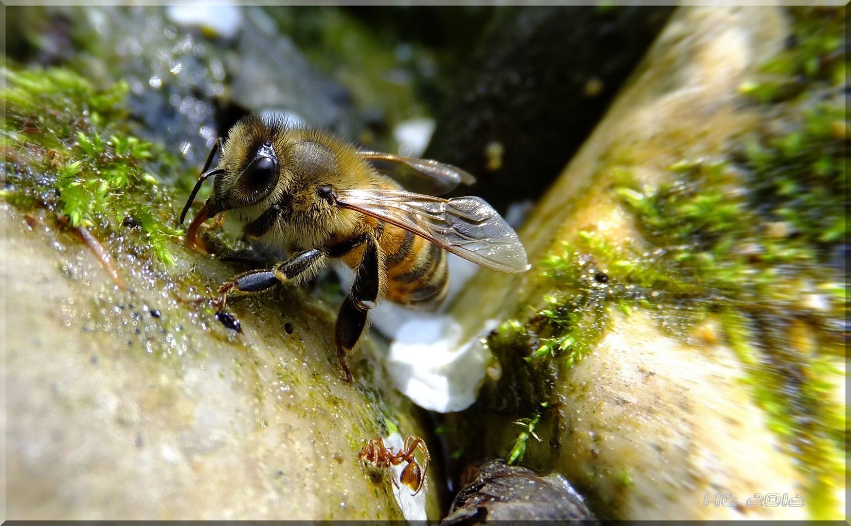 diese biene fand ich super