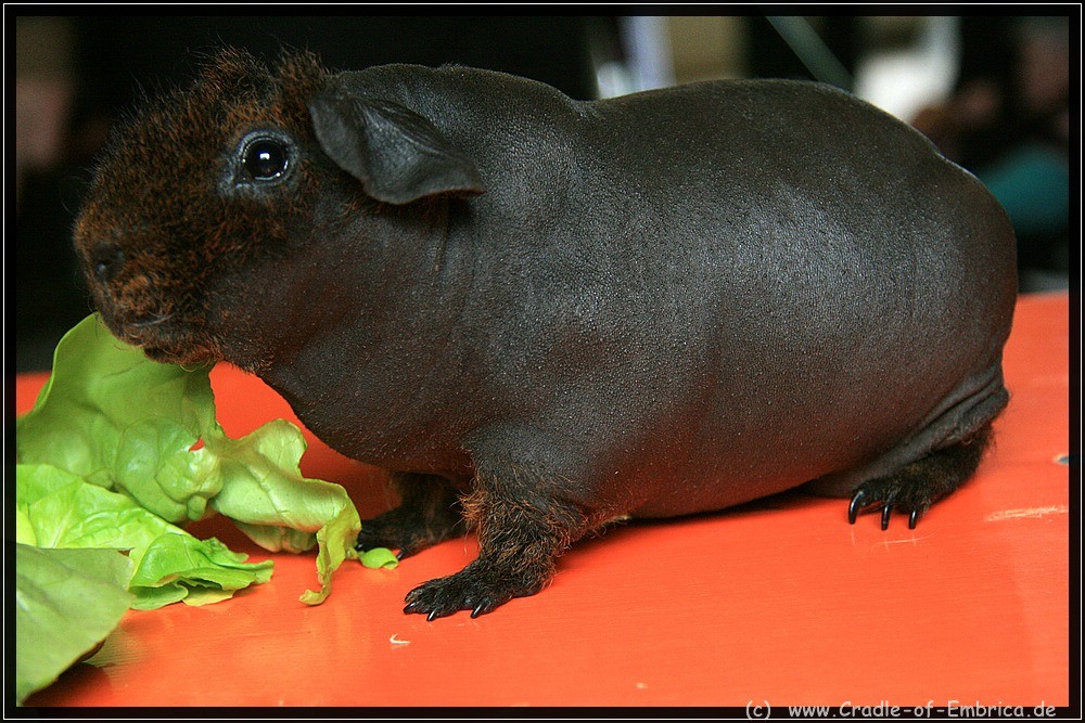 Skinny Piggy