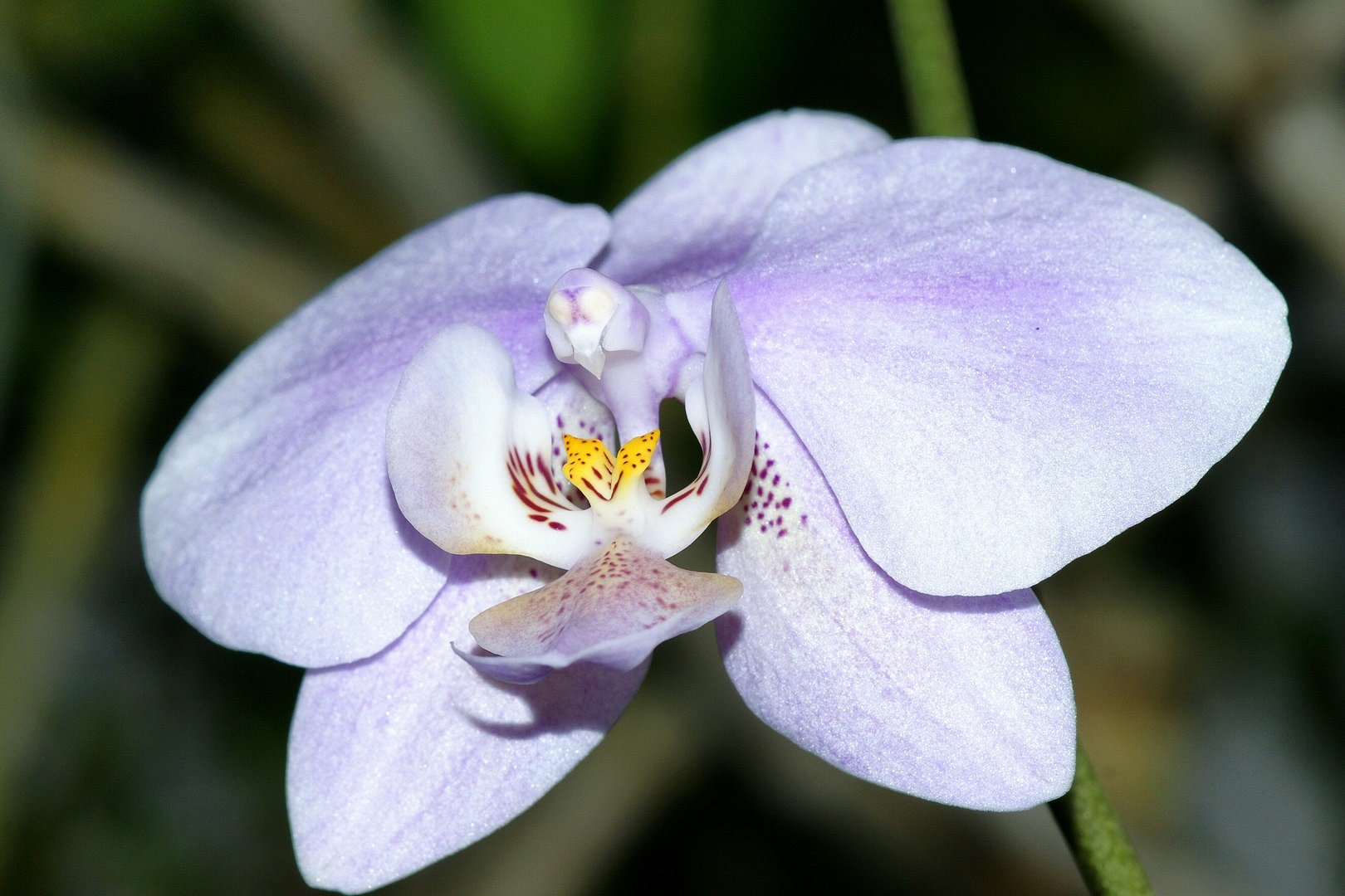 Orchidee