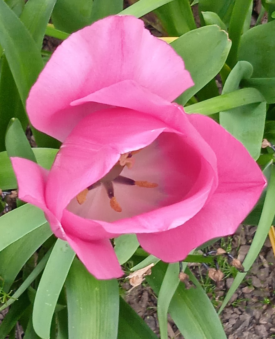 Marcel K-3764: Tulpe 2023