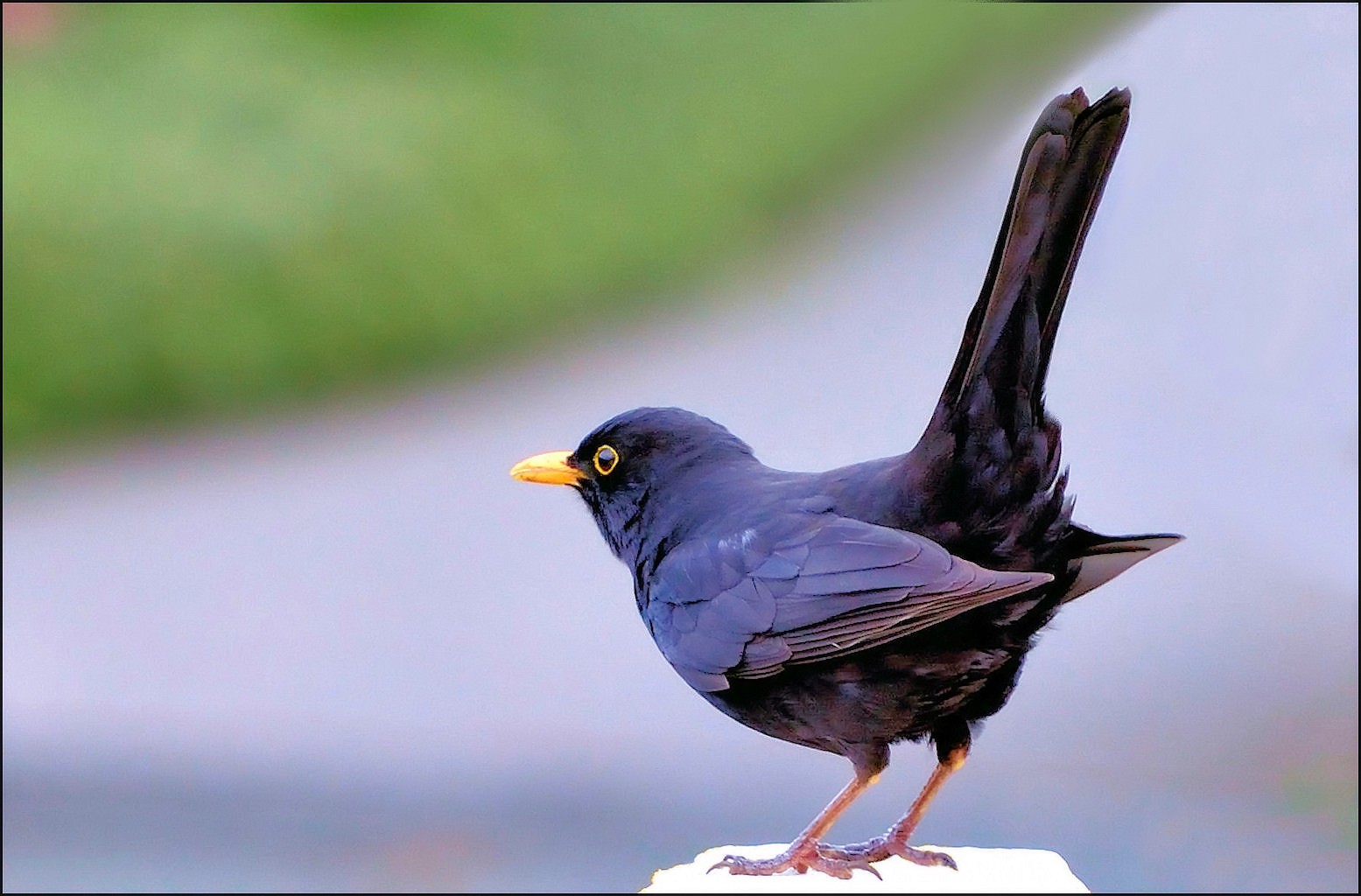 AMSEL
