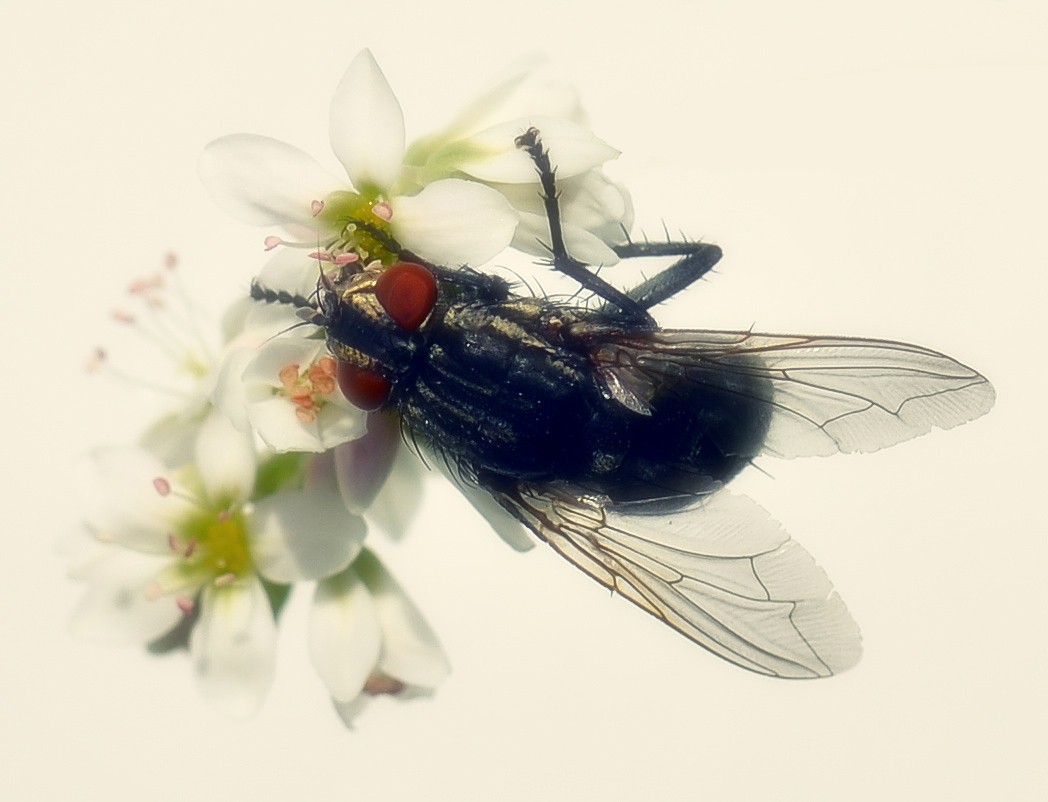 Fliege
