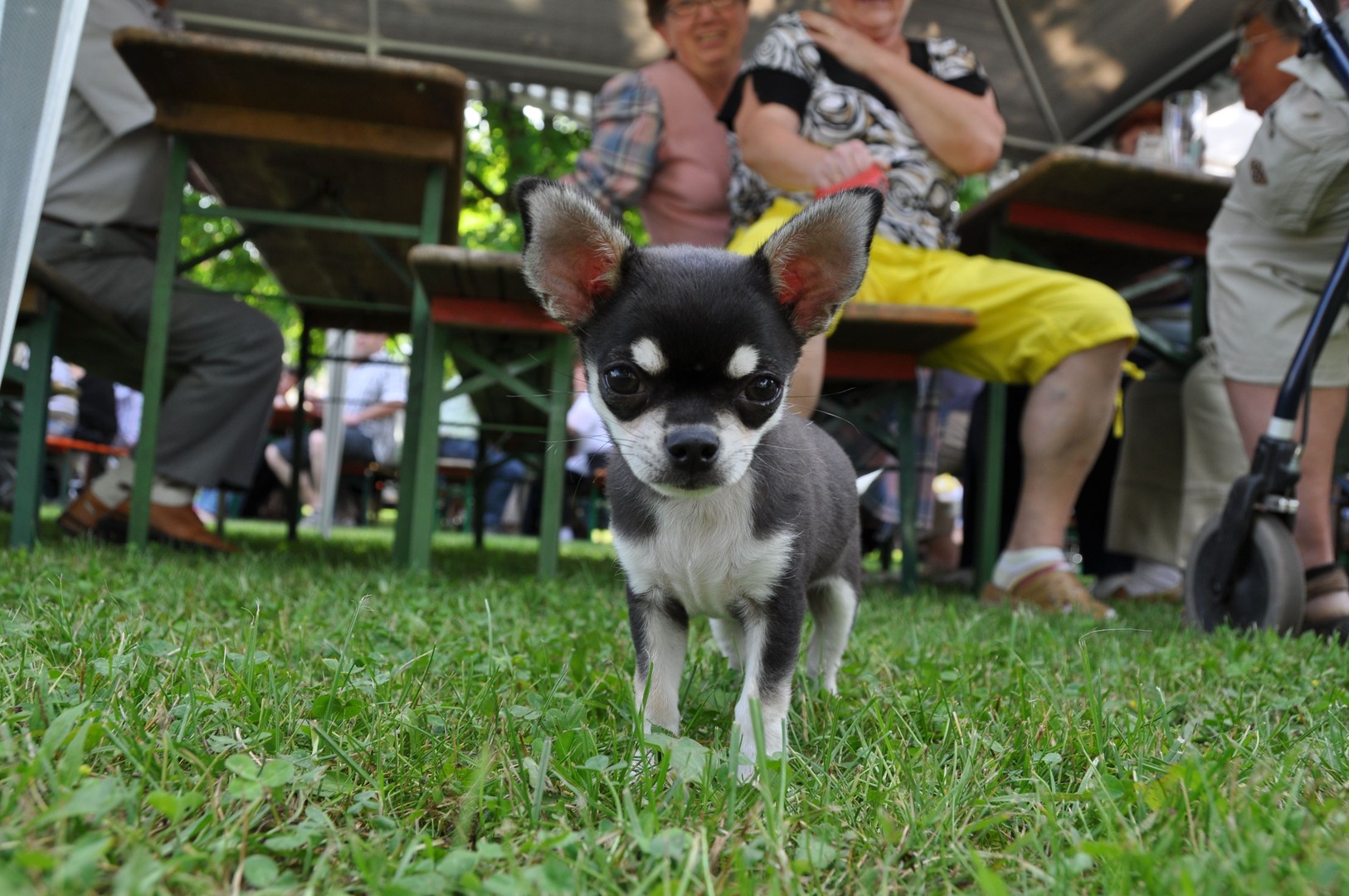 Kleiner Hund ganz groß