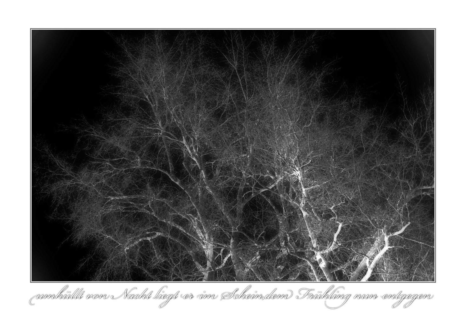 der Baum