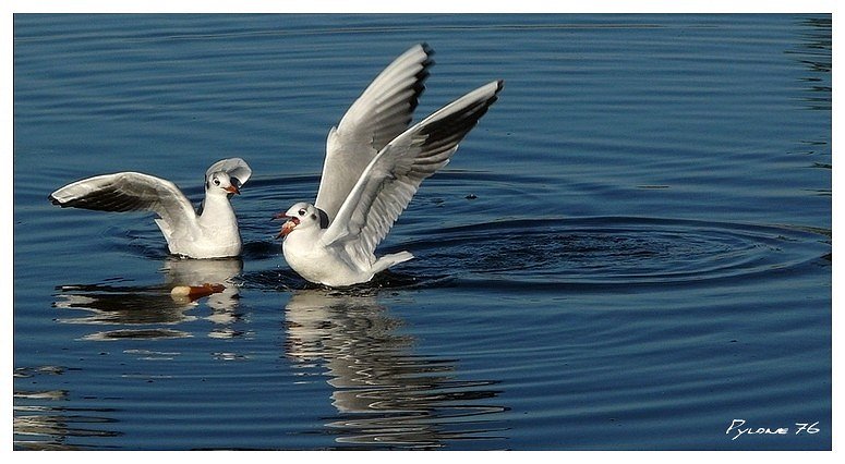Les mouettes