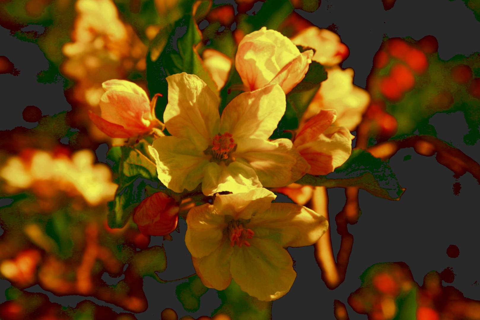 Apfelblüten