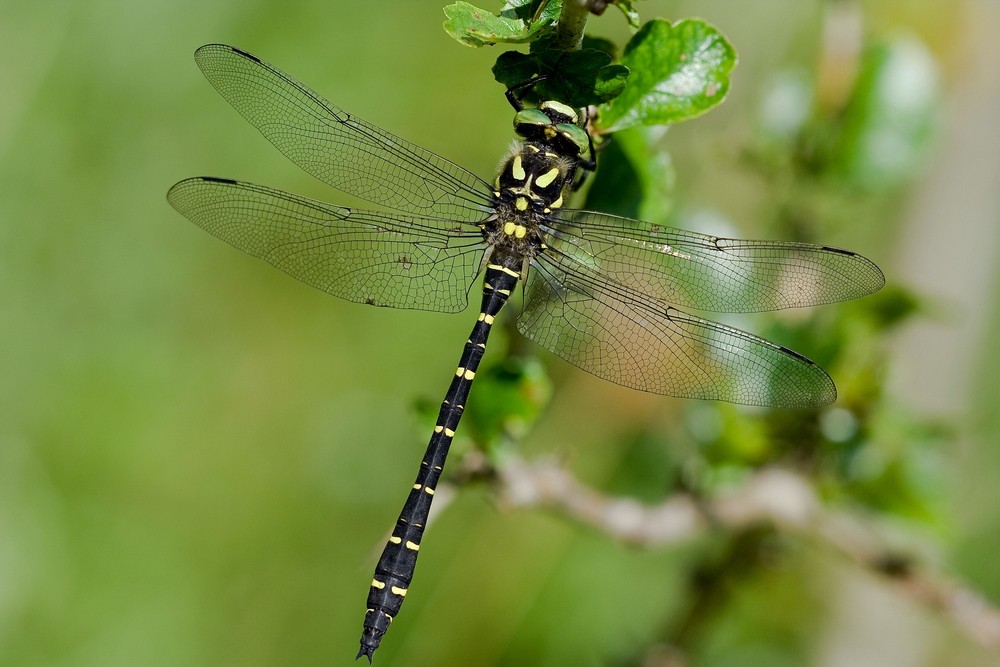 Zweigestreifte Quelljungfer