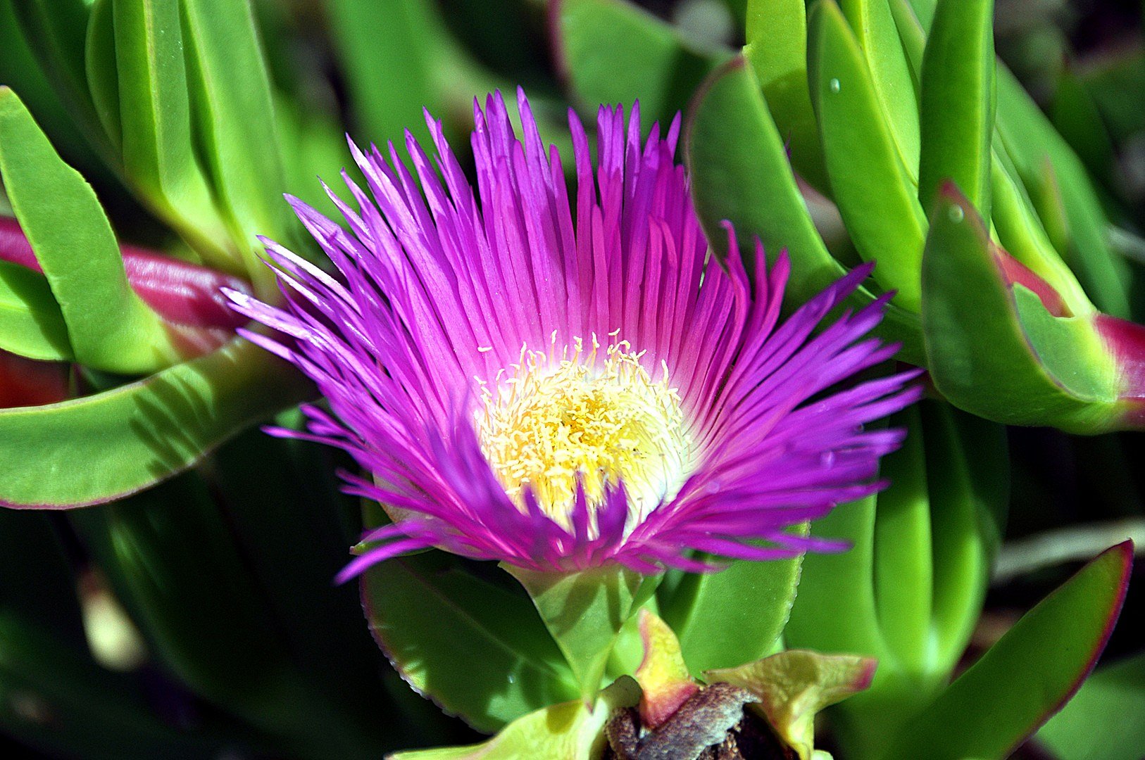 Purple Flower