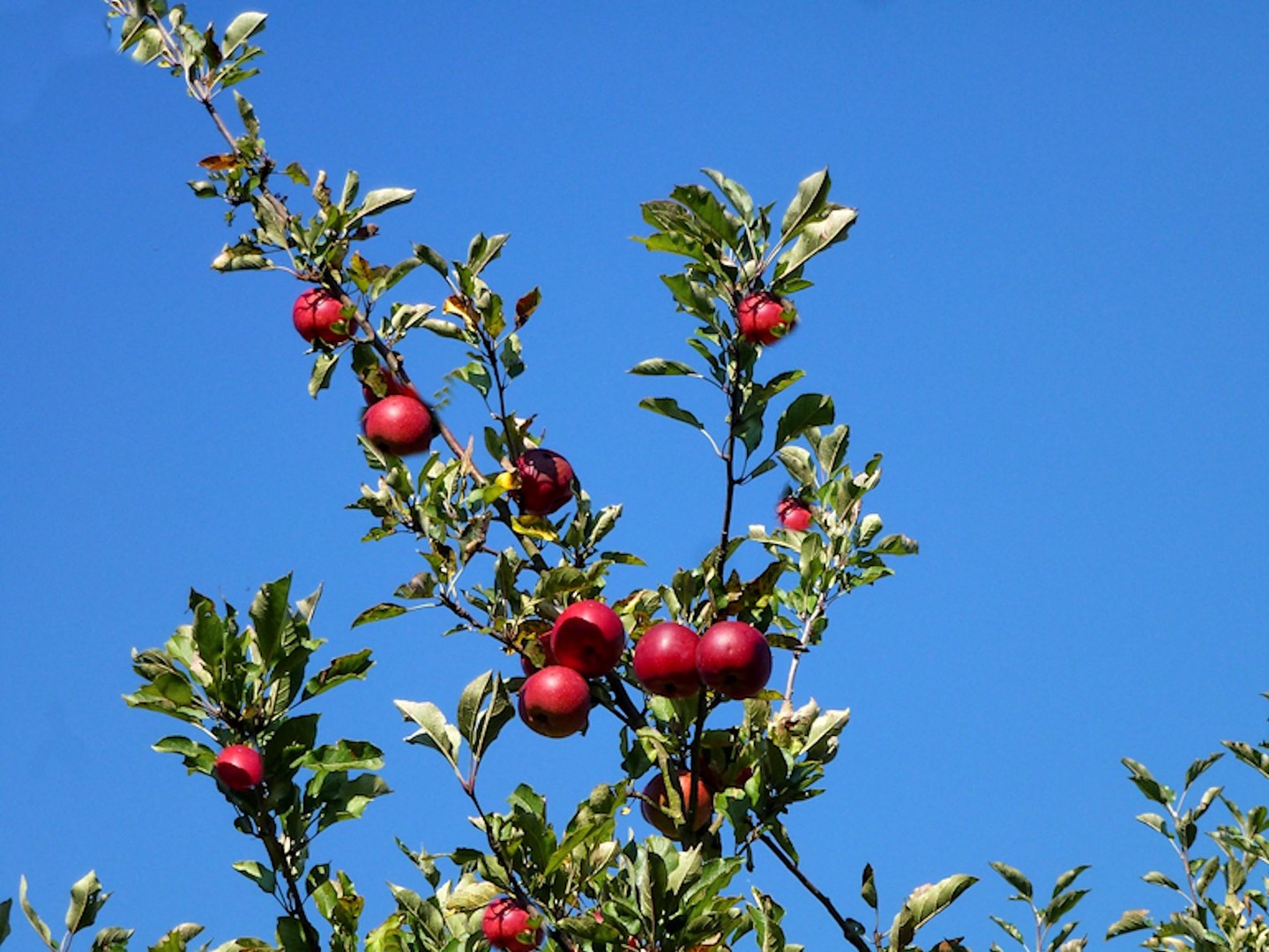 apfel
