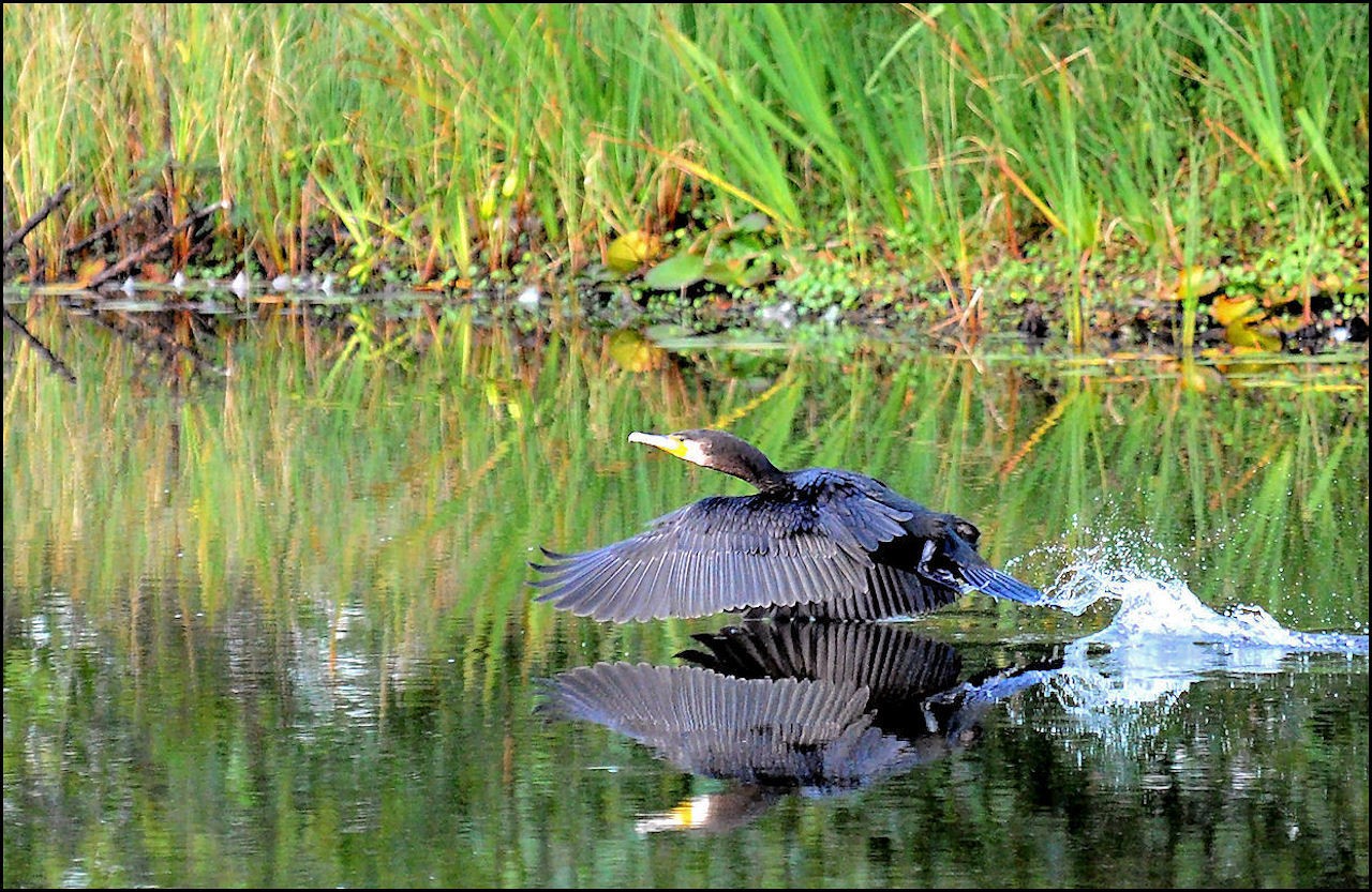 Kormoran