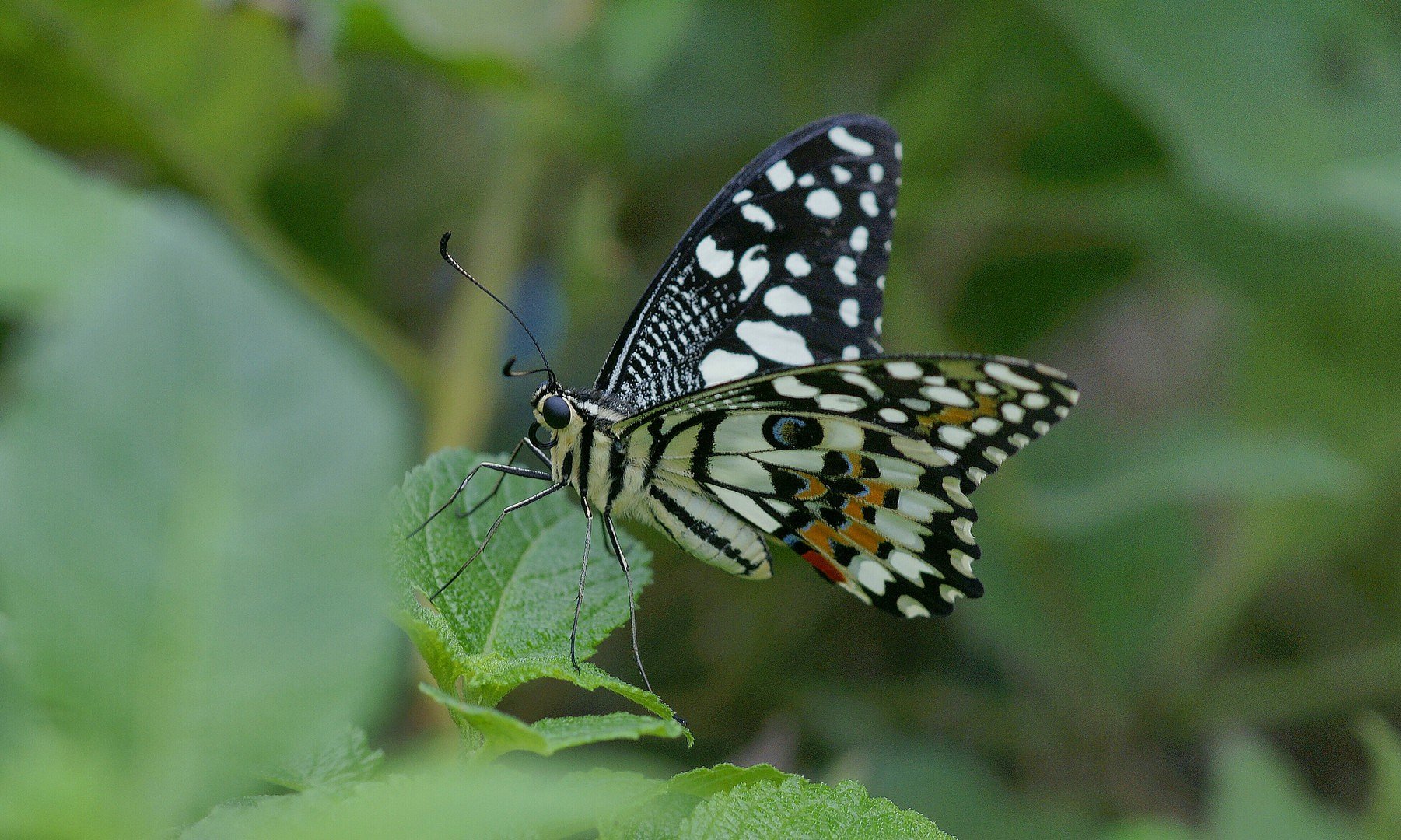 Schmetterling im Grünen