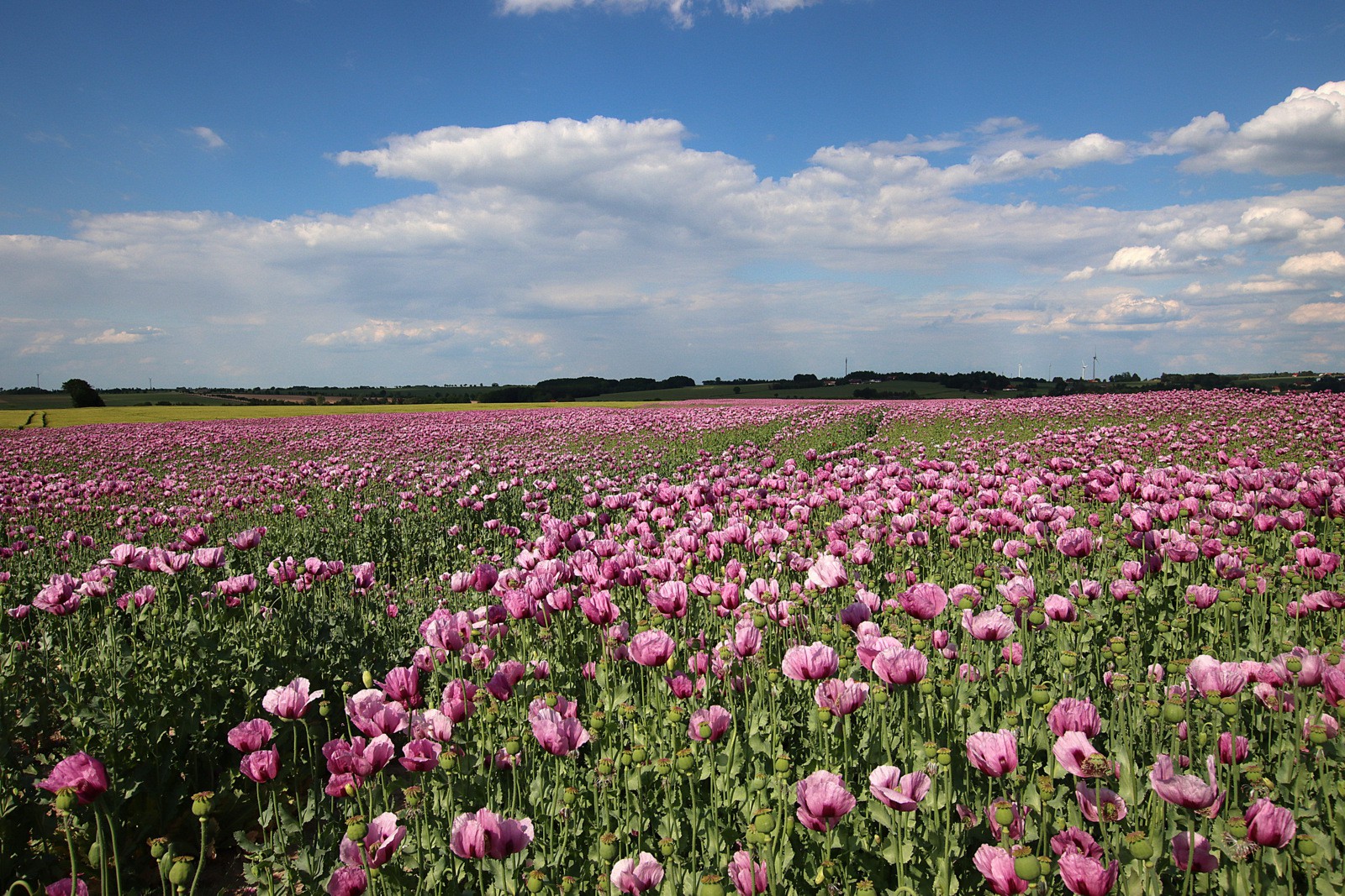 Kuchen Mohn