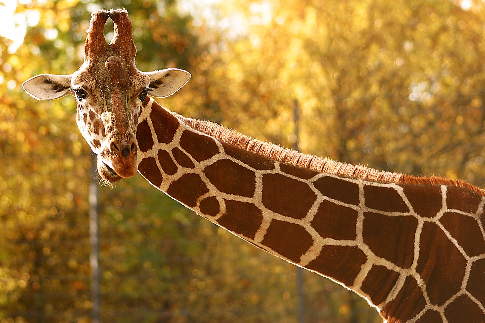 Giraffa camelopardalis reticulata