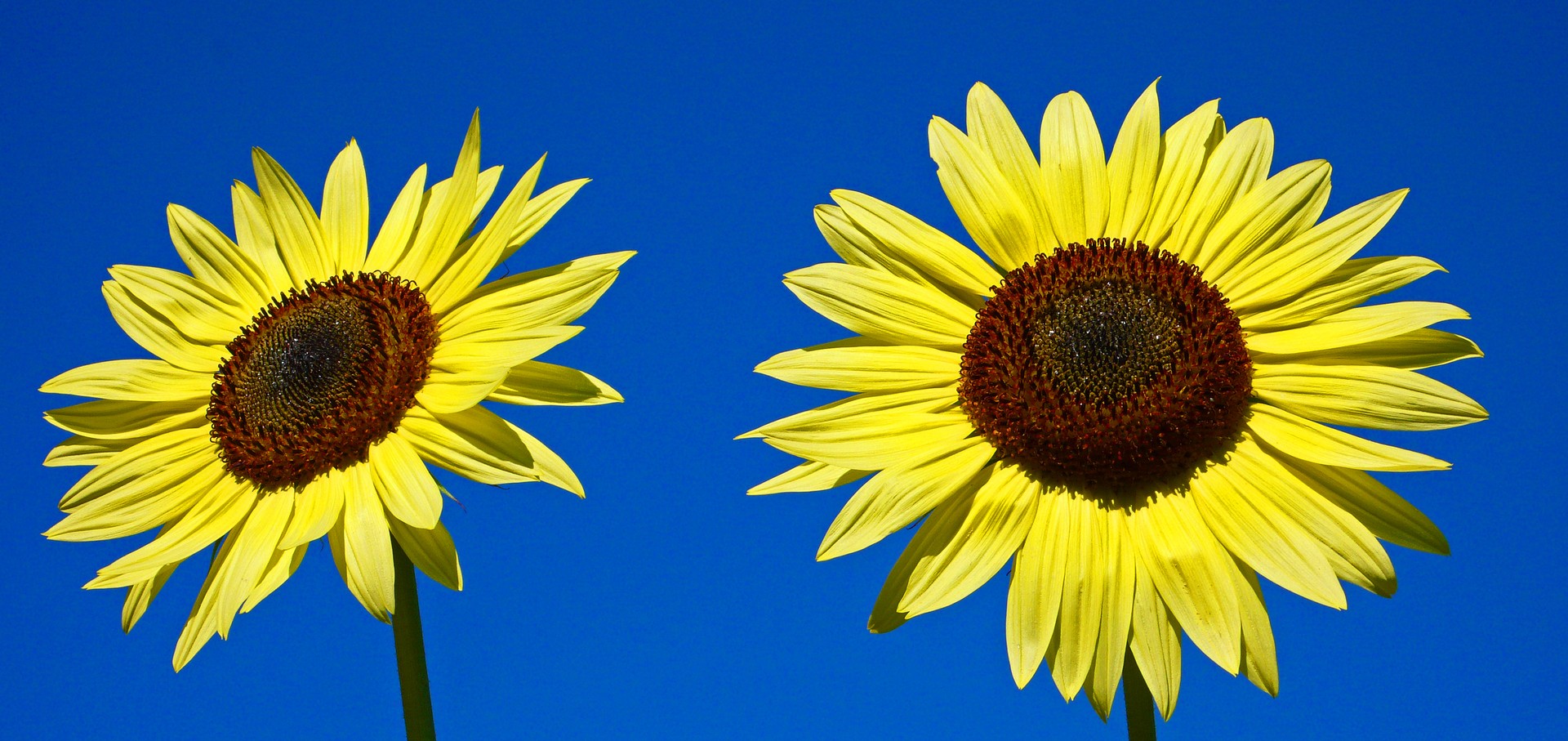 una giornata di sole