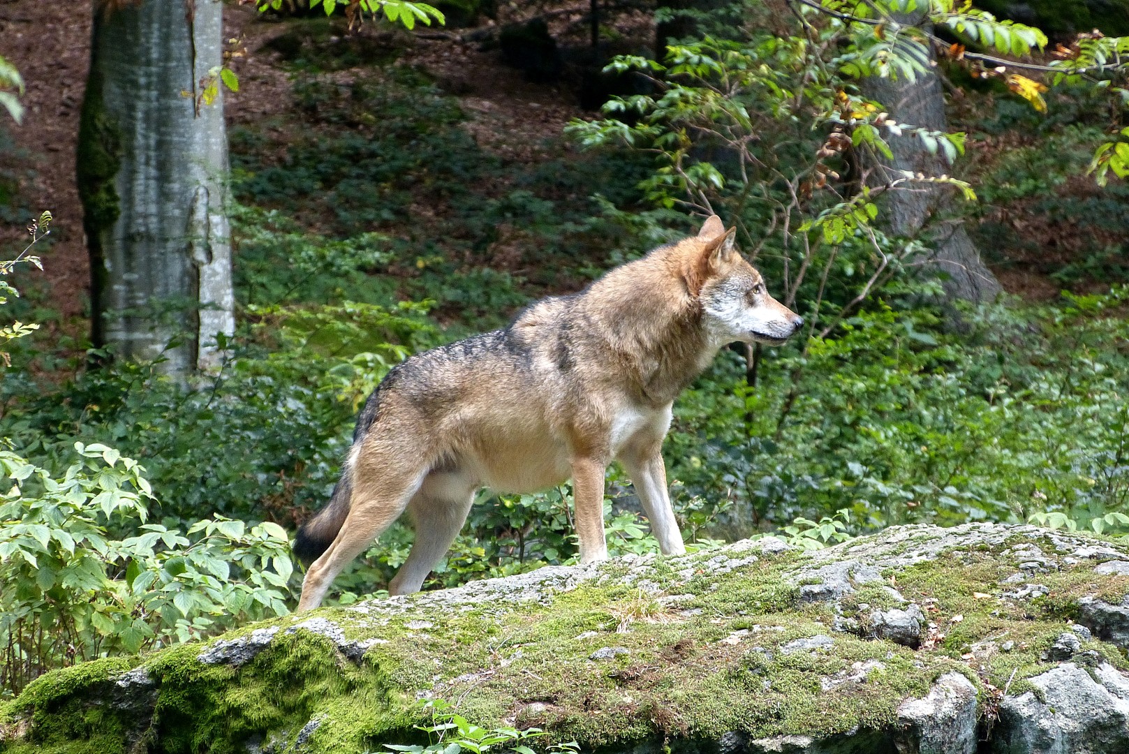 Wolf--Bitte nicht streicheln.