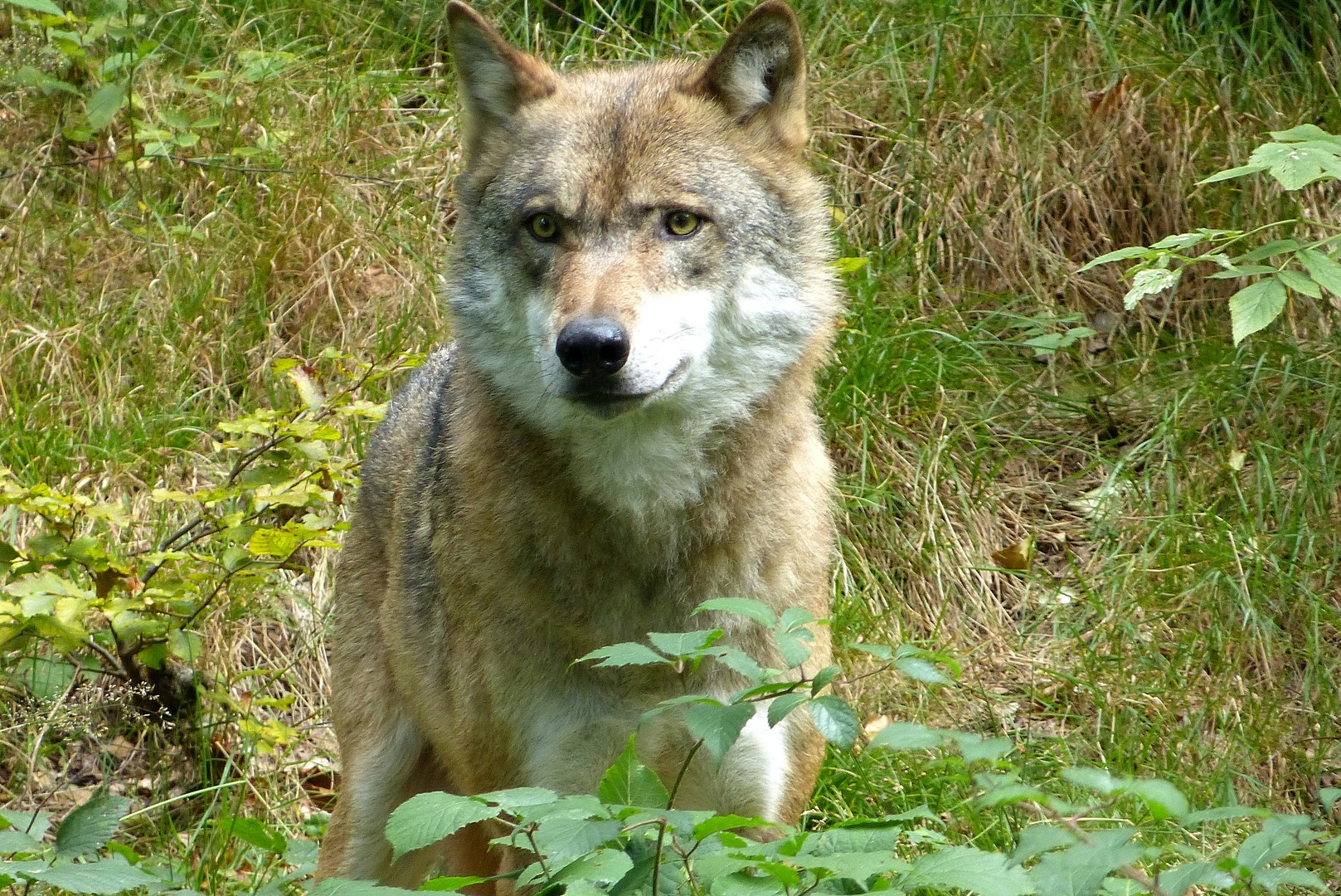 Wolf--nein,in die Augen schauen,sollte man mir nicht.