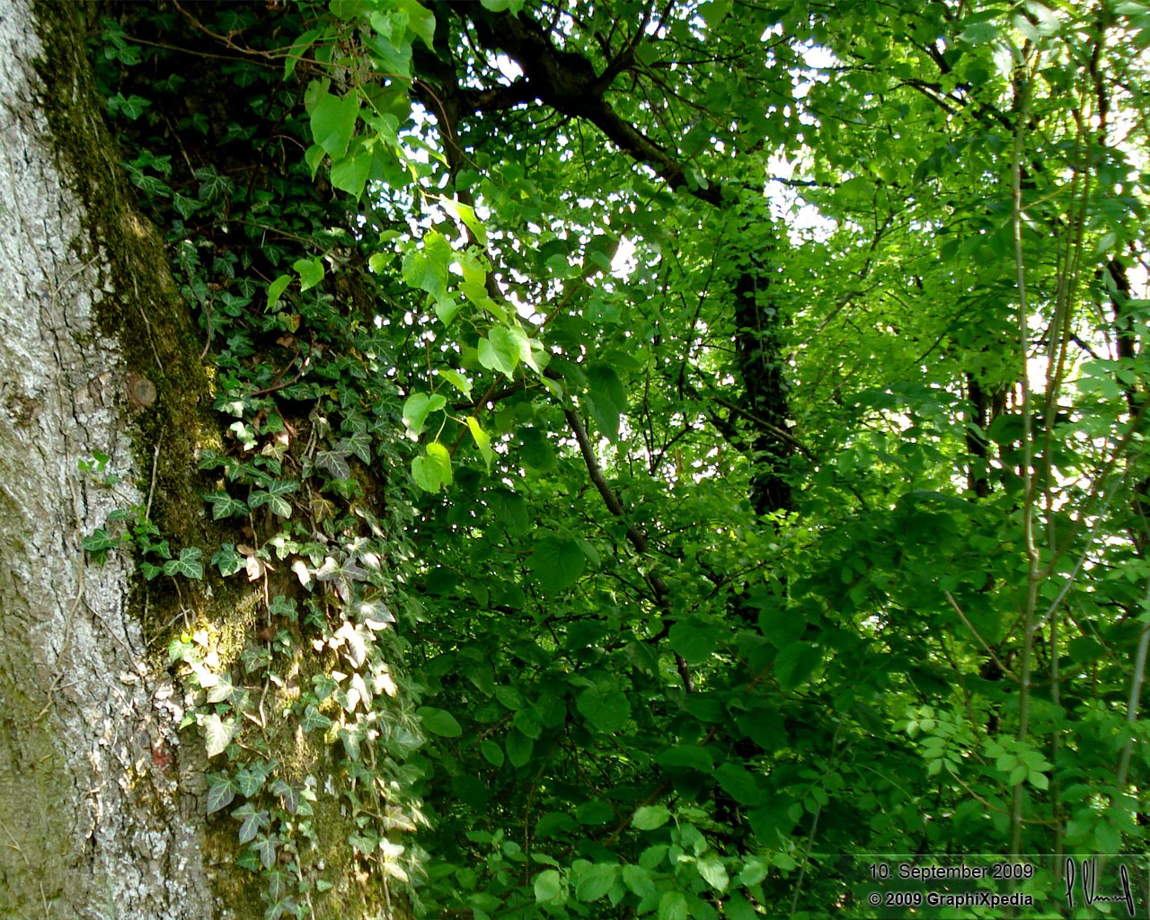 Es ward ein Baum...