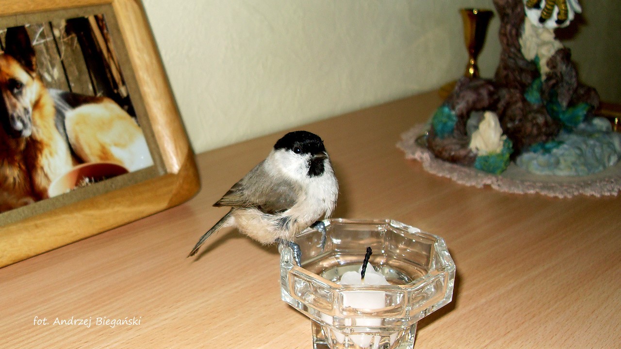 Black - tit