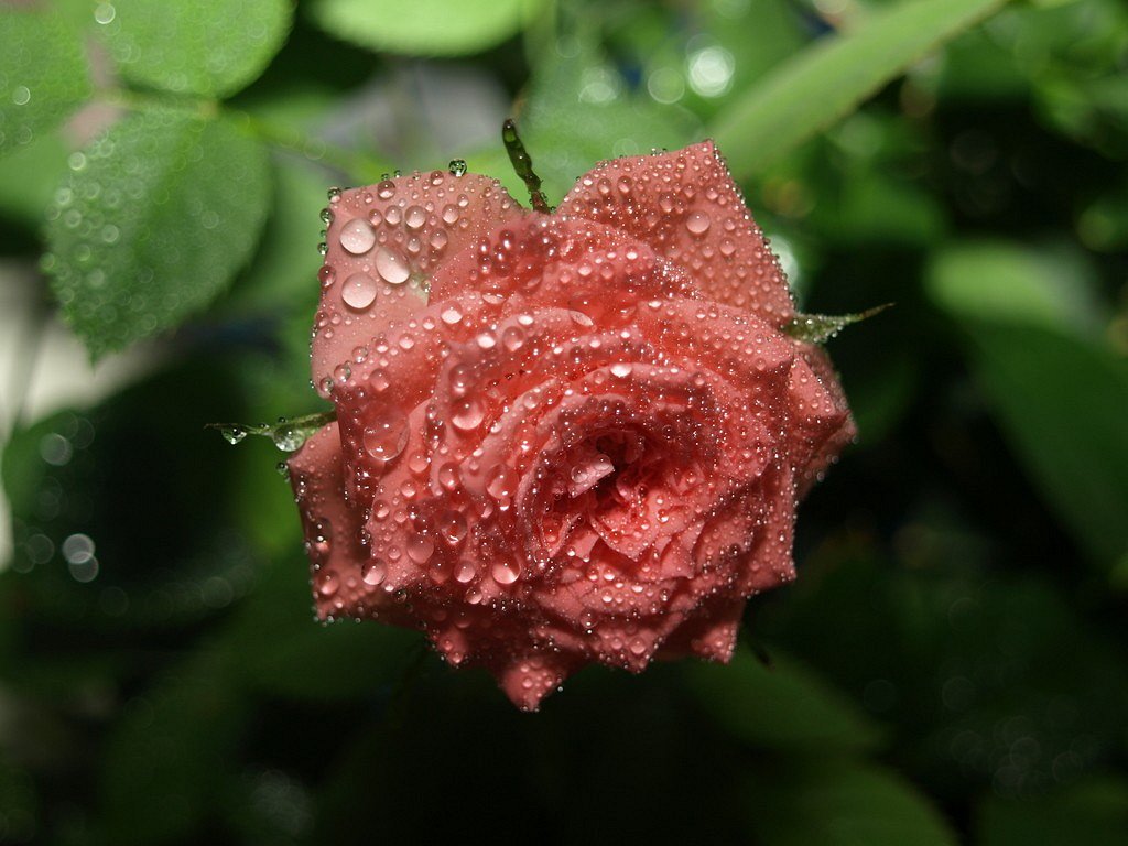 Miniature Rose