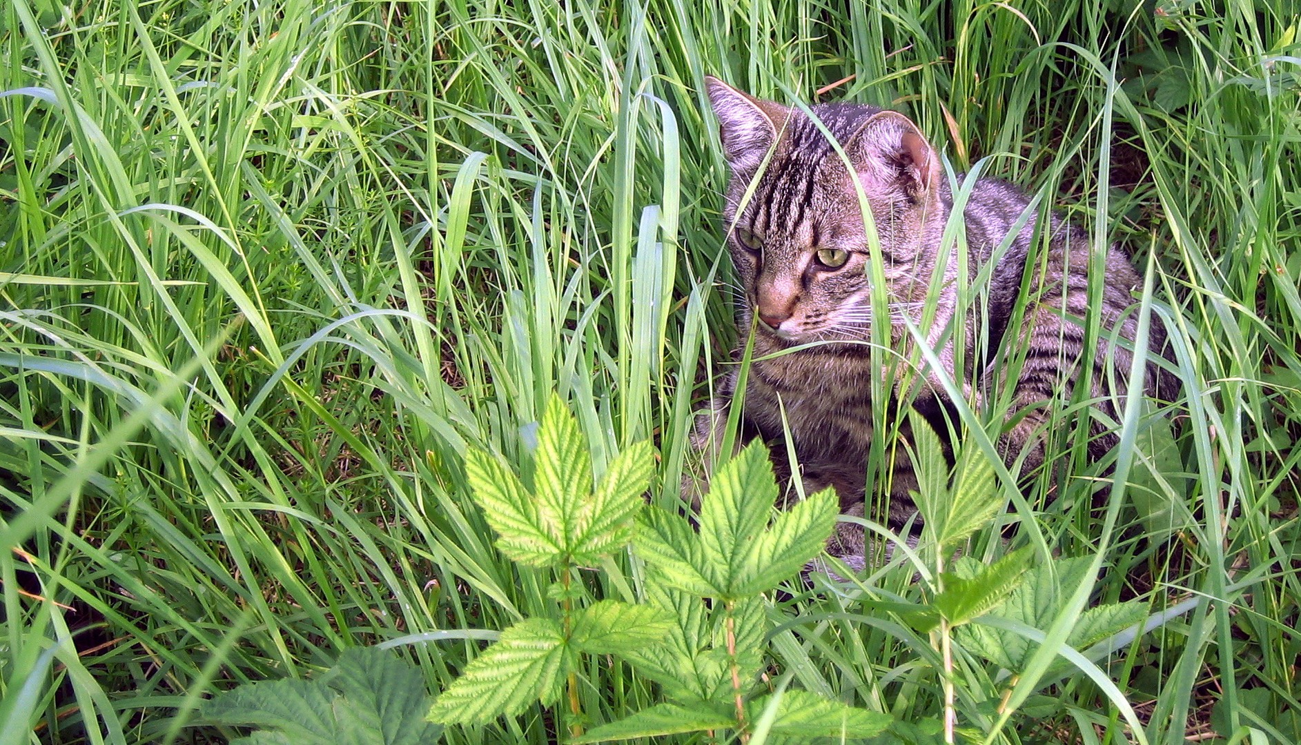Kater