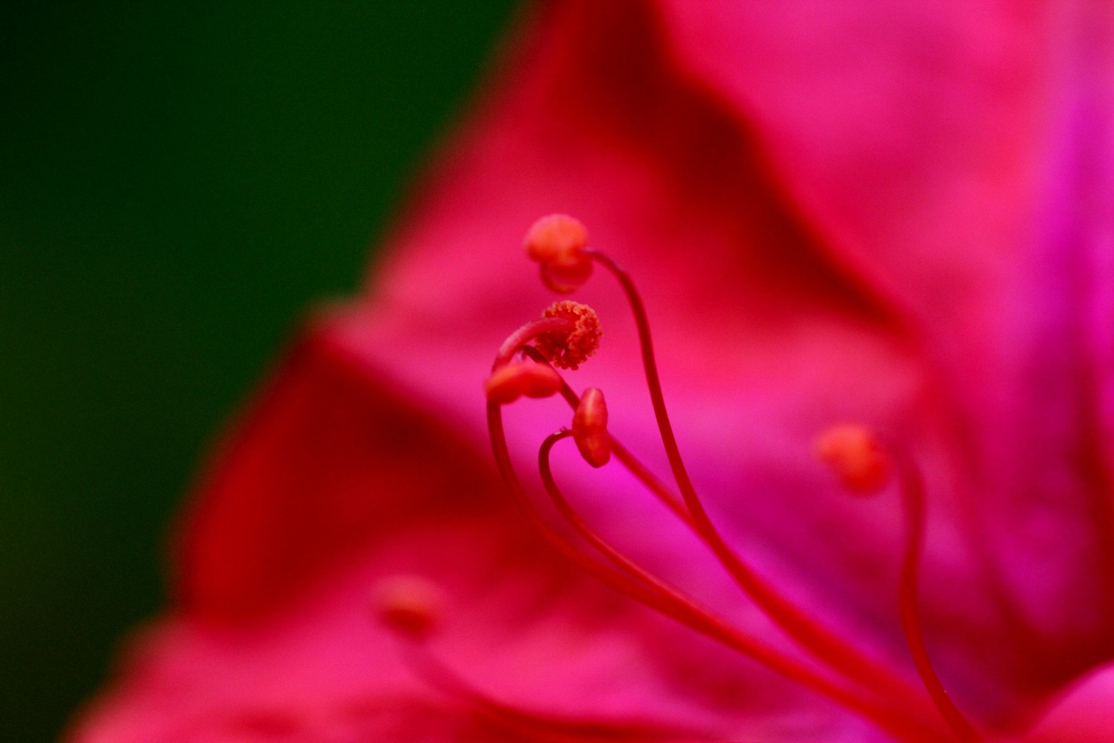 Blütendetail