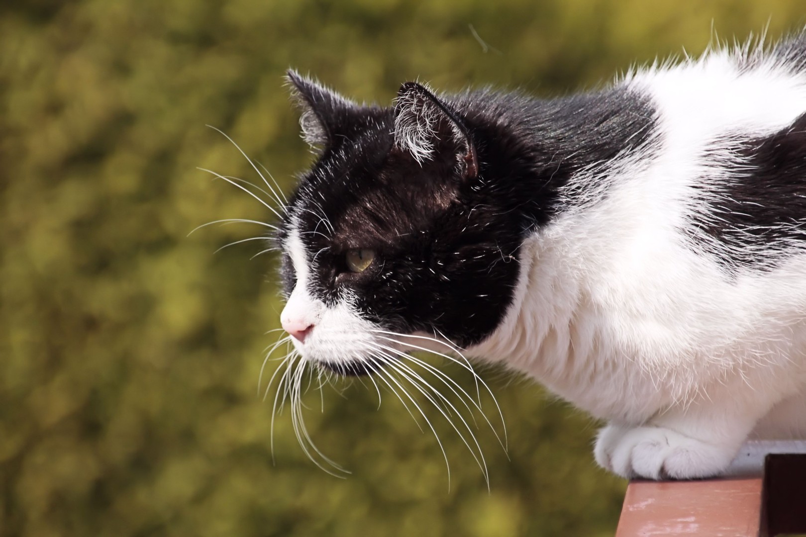 Moses auf Beobachtungsposten in luftiger Höhe...