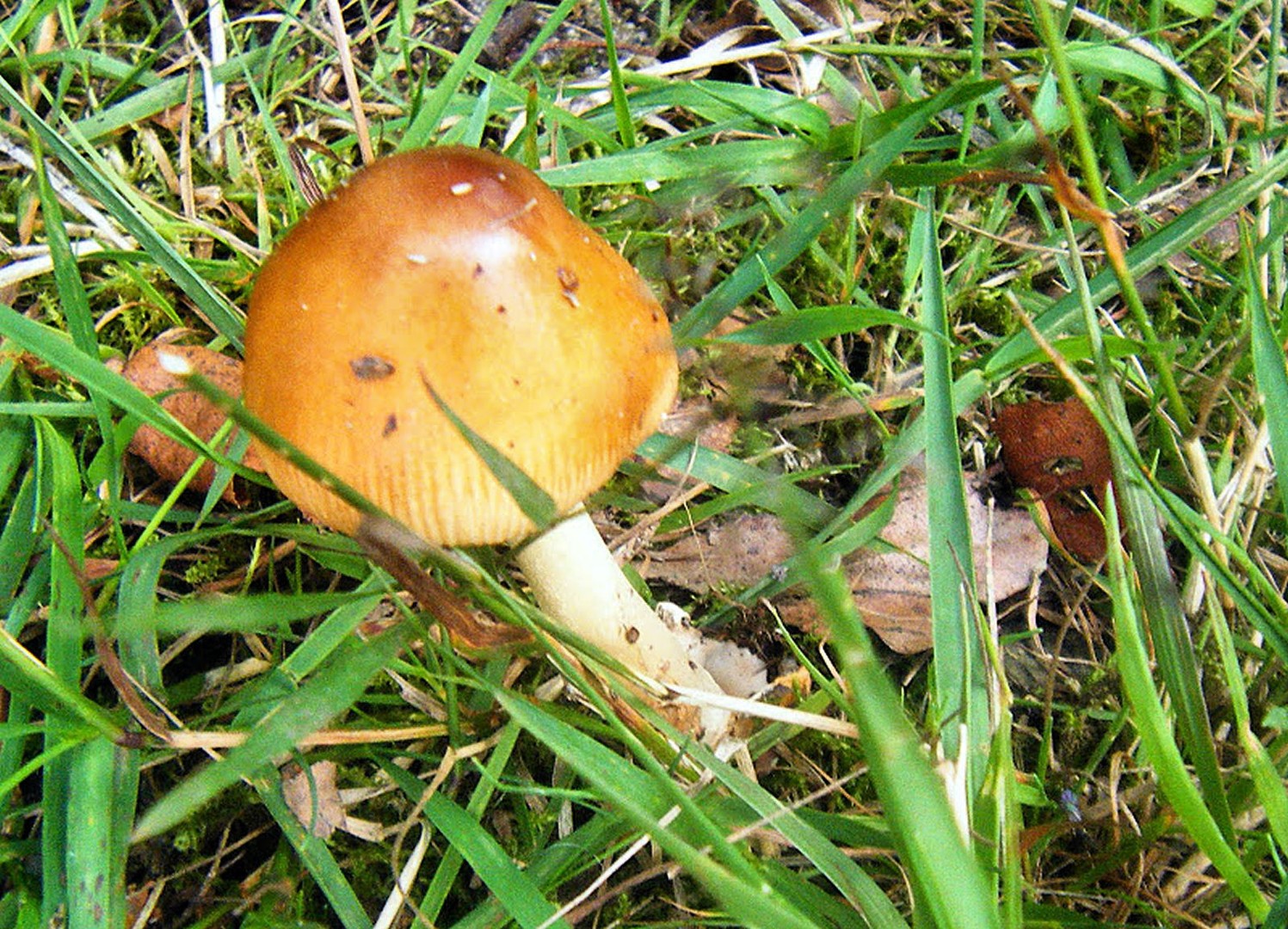 Pilz