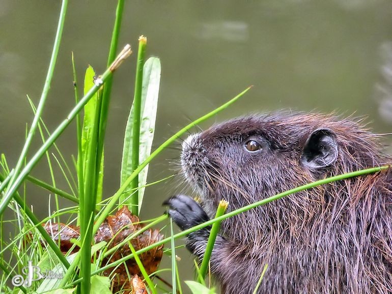 nutria