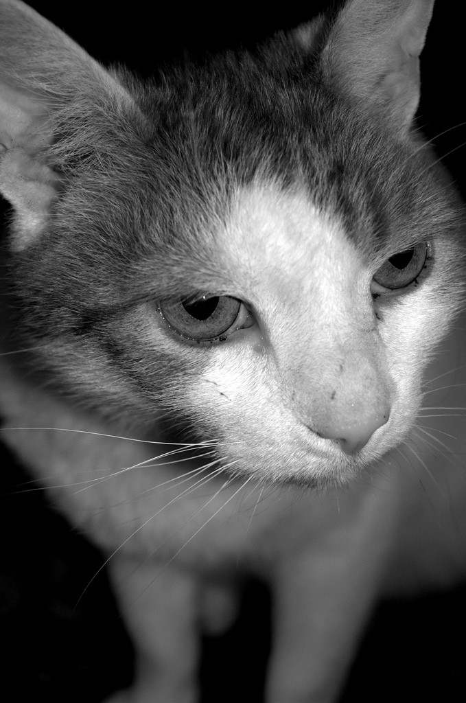 Die Katze