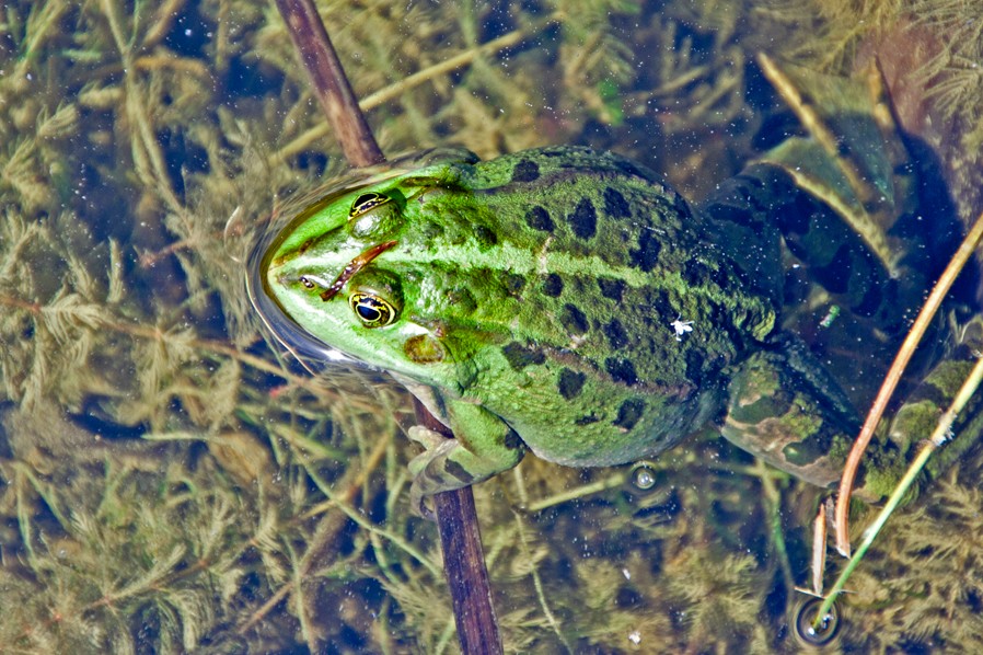 Frosch beim "Sonnenbaden".