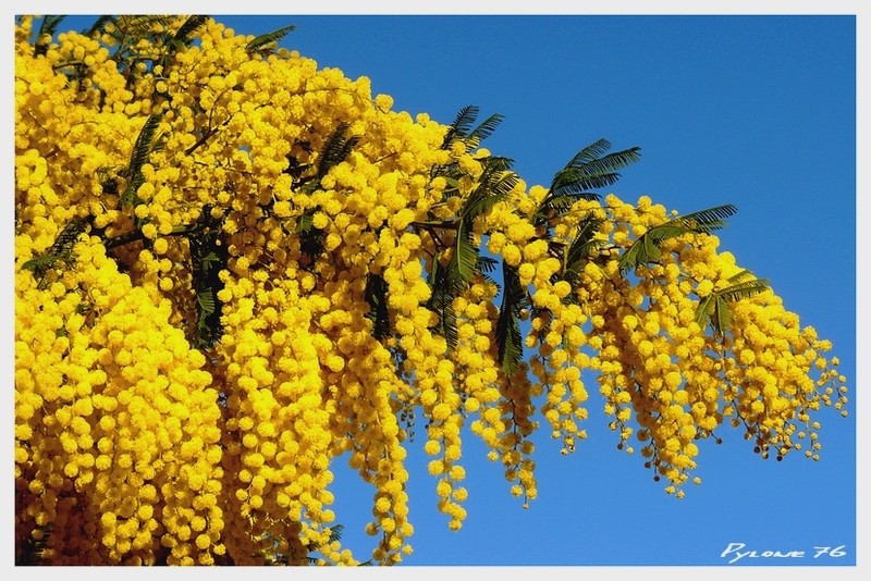 le mimosa