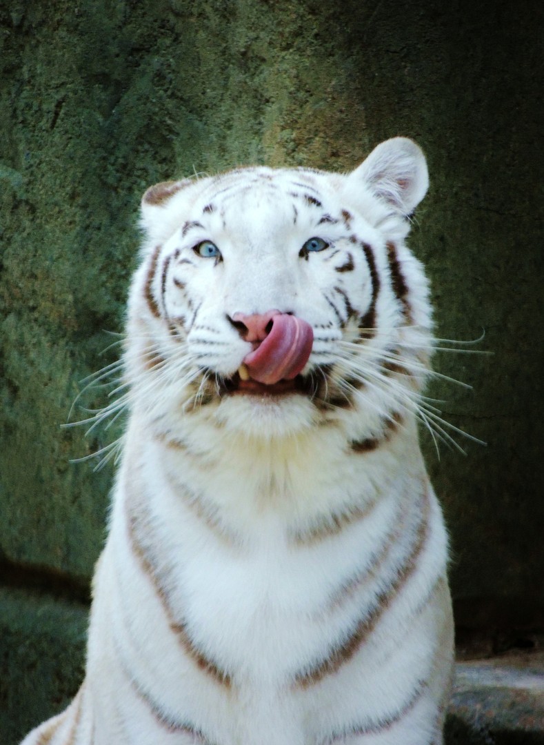 Tiger Lips