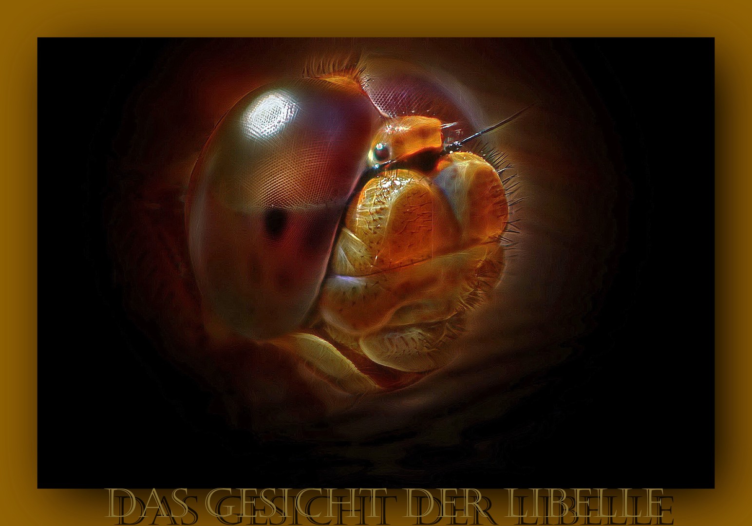 der Blick