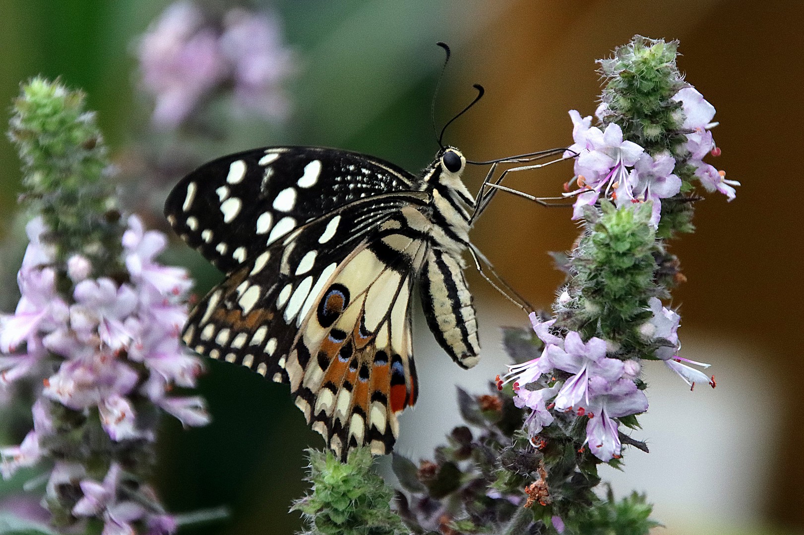 fliegende Edelsteine