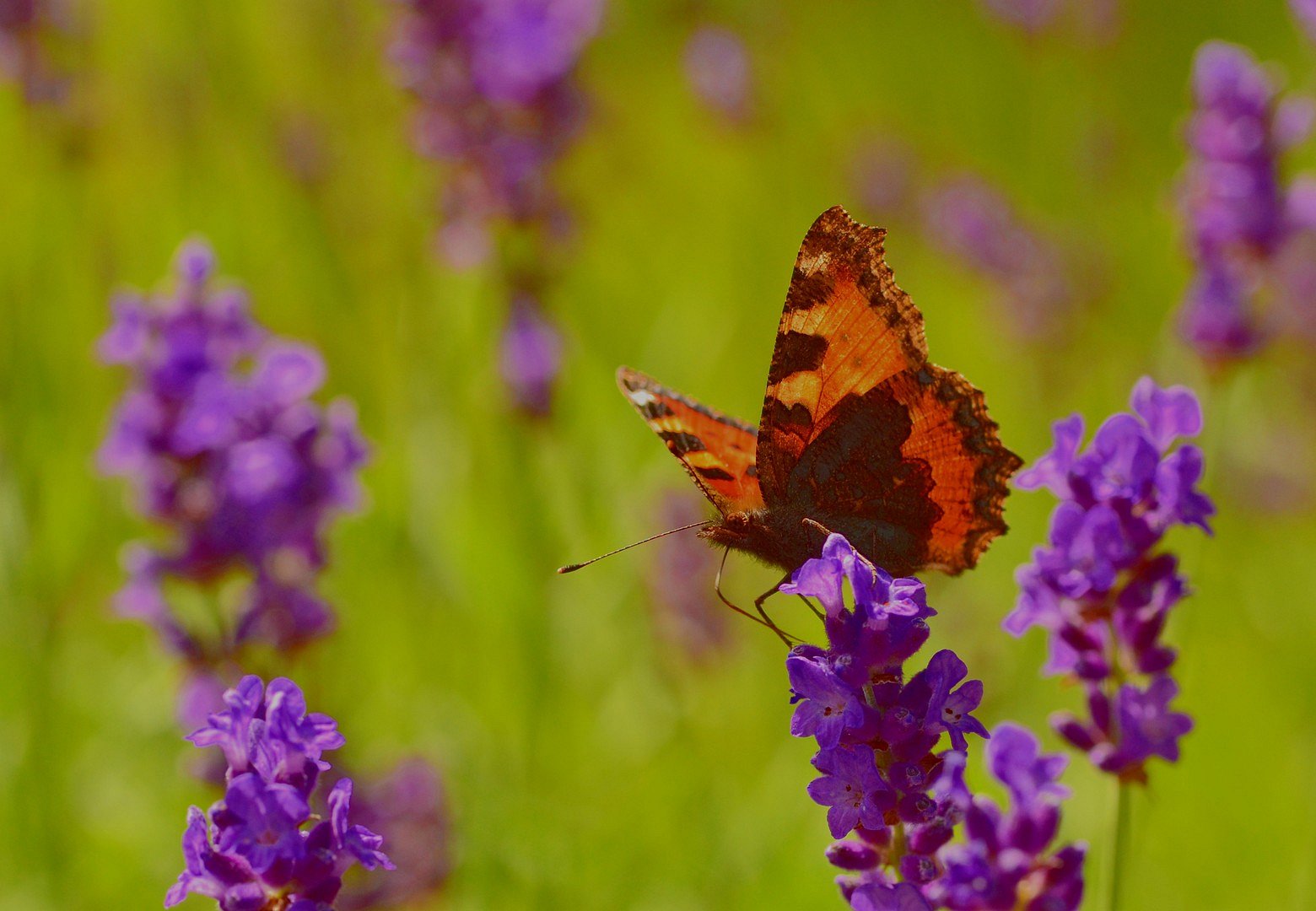 Frühstück im Lavendel