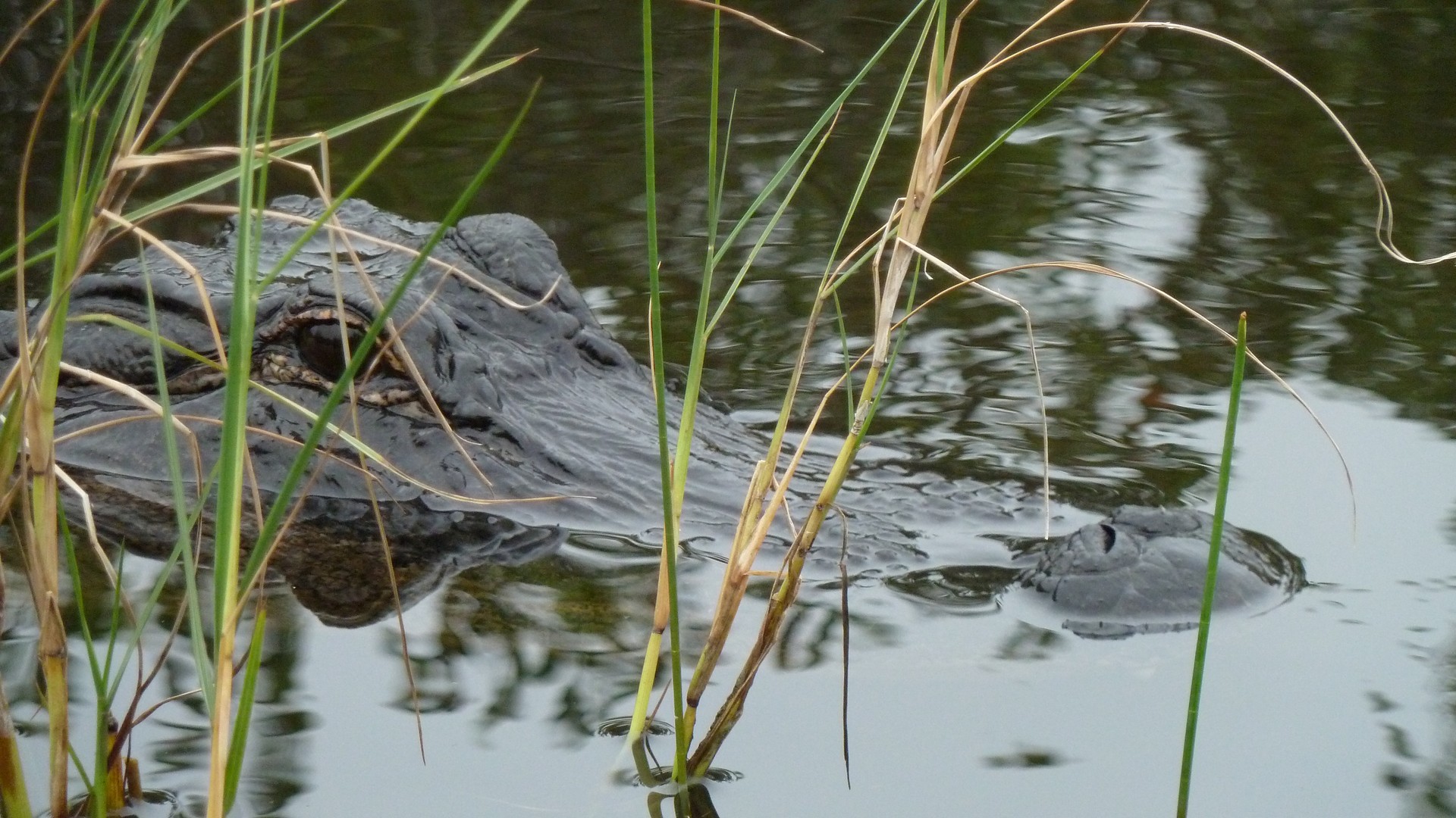 Resident of the Everglades Florida
