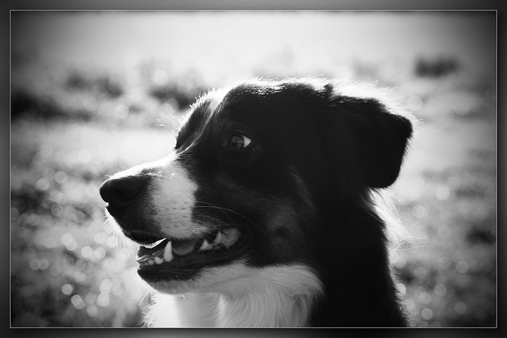 Hund